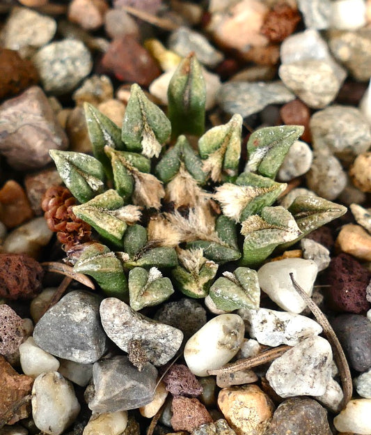 Ariocarpus kotschoubeyanus var. macdowelli rare small succulent cactus with textured green tubercles and woolly centers