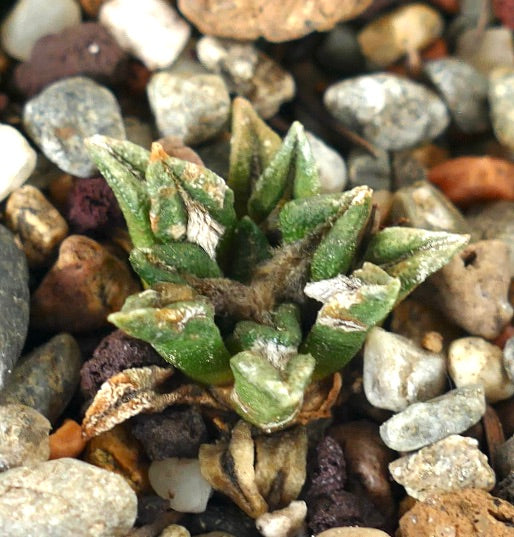 Ariocarpus kotschoubeyanus var. macdowelli small rare succulent cactus with textured green tubercles