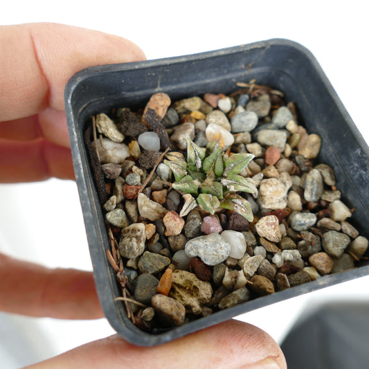 Ariocarpus kotschoubeyanus var. macdowelli small succulent cactus with textured green leaves in rocky soil