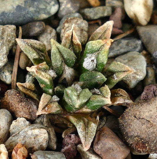 Ariocarpus kotschoubeyanus var. macdowelli small succulent cactus with textured green tubercles and white woolly spots