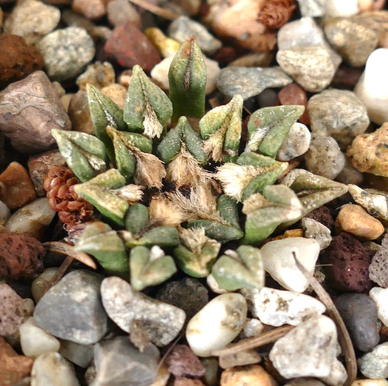 อะริโอคาร์ปัส ค็อตชูเบยันัส วารีย มาคโดเวลลี กระบองเพชรอวบน้ำน้อยขนาดเล็กที่มีติ่งเนื้อหยาบขนฟู