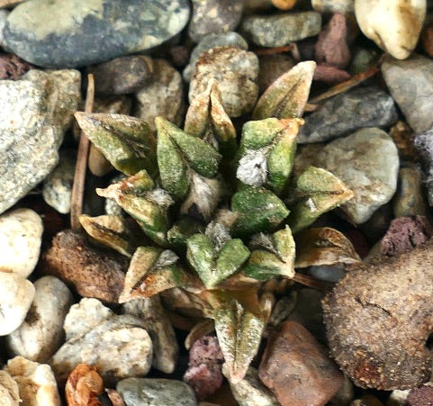 Ariocarpus kotschoubeyanus var. macdowelli rare succulent cactus with textured green leaves and rocky soil background