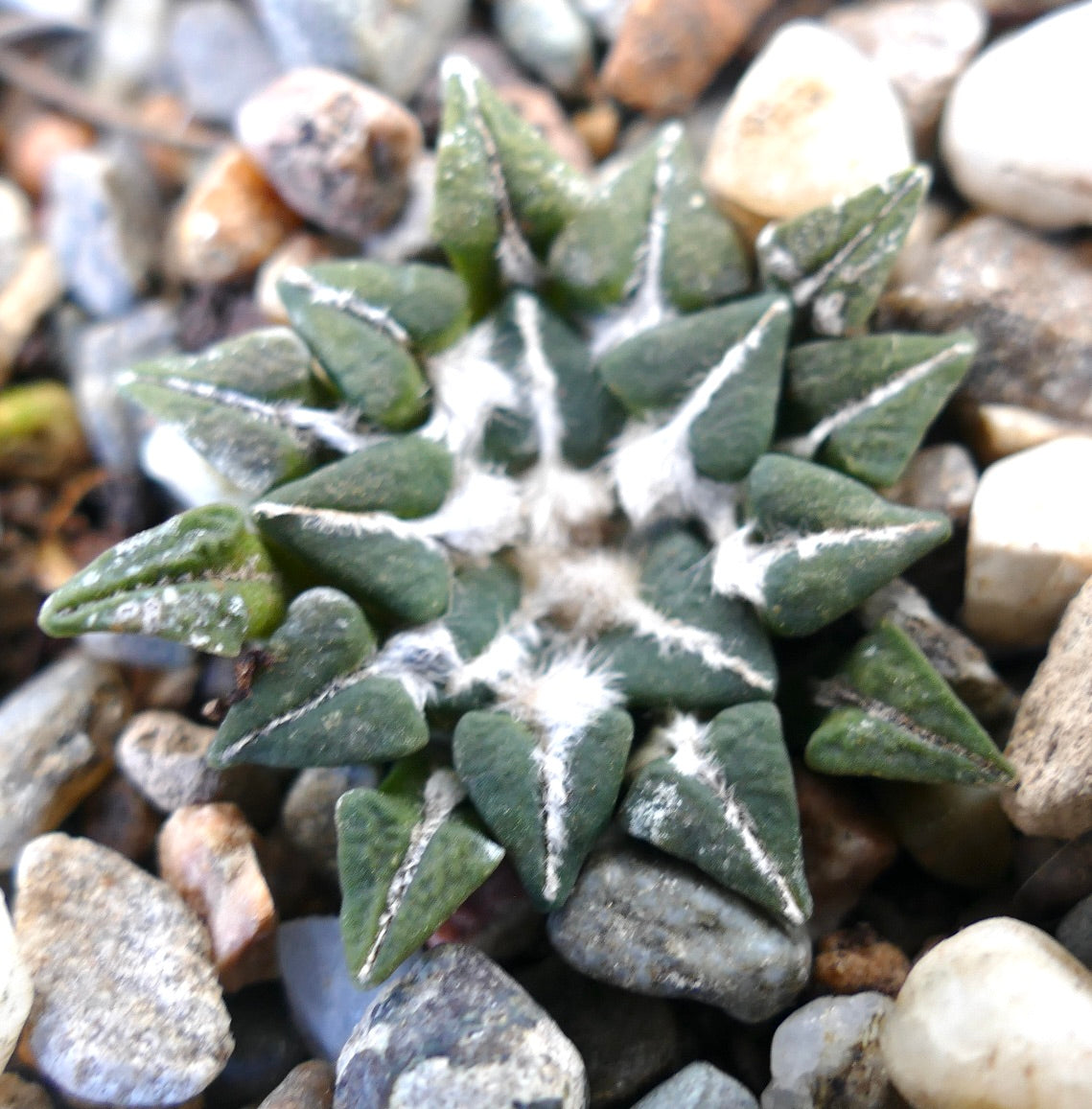 Ariocarpus kotschoubeyanus var. sladkovskyi raro cactus succulento con tubercoli triangolari e areole bianche e lanose