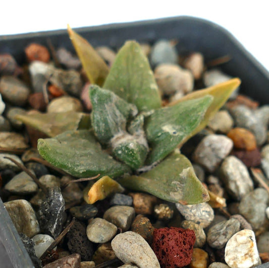 Ariocarpus retusus X retusus cv CAULIFLOWER succulent cactus seedling with thick green textured leaves
