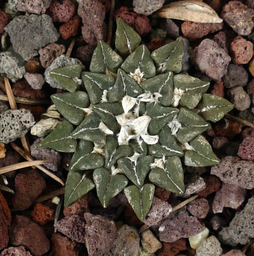 Ariocarpus kotschoubeyanus var. sladkovsky rare succulent cactus with triangular tubercles and woolly centers