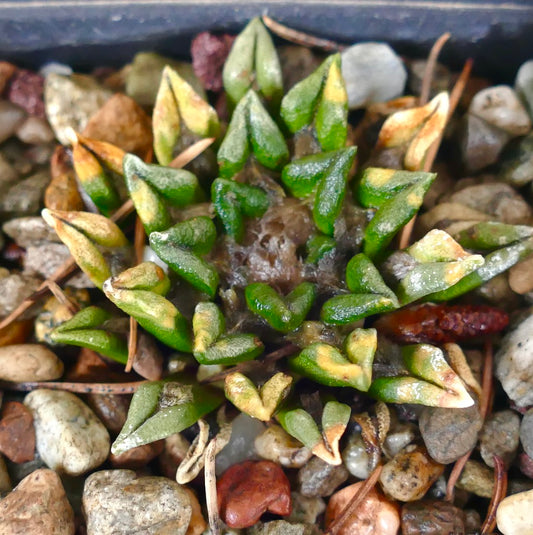 Ariocarpus kotschoubeyanus var. sladkovsky succulent cactus with small green and yellow variegated tubercles
