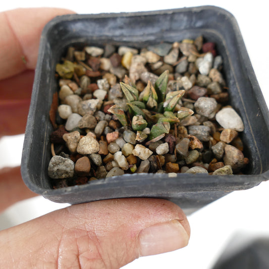 Ariocarpus kotschoubeyanus var. sladkovskyi small rare succulent cactus with triangular green tubercles in gravel pot
