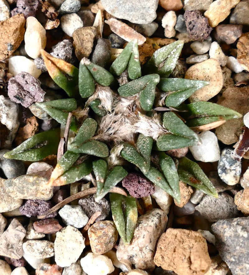 Ariocarpus kotschoubeyanus var. sladkovskyi piccolo raro cactus succulento con foglie verdi triangolari e centro lanoso