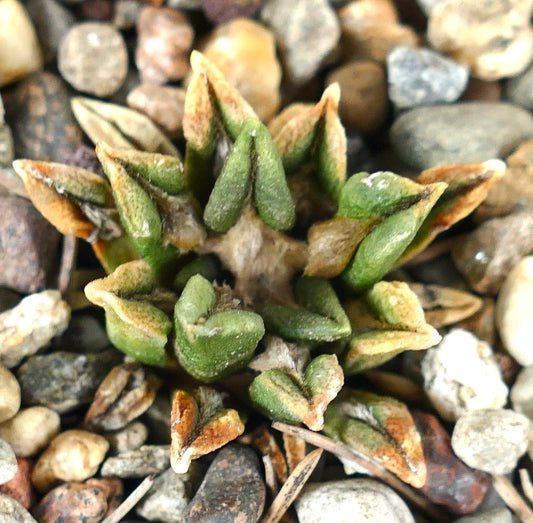 Ariocarpus kotschoubeyanus var. sladkovskyi rare succulent cactus with textured green and brown tubercles
