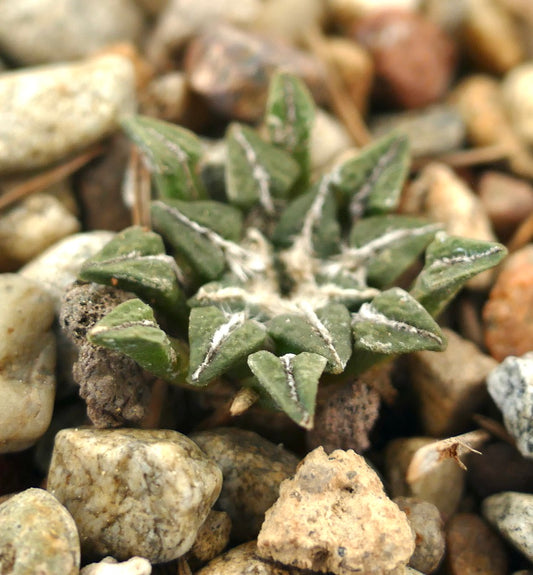 Ariocarpus kotschoubeyanus var. sladkovskyi rare small succulent cactus with star-shaped leaves and white markings