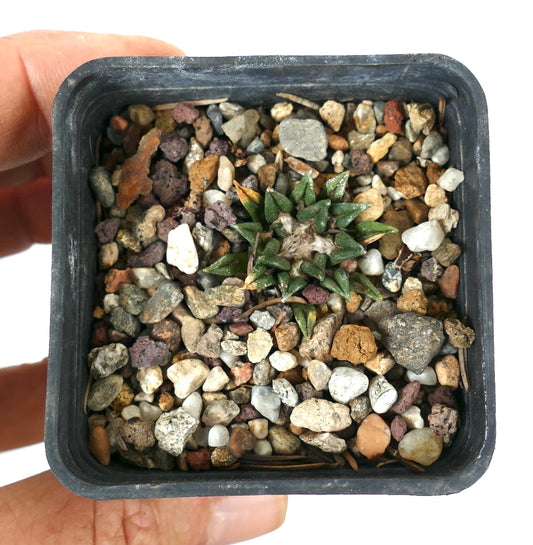 Ariocarpus kotschoubeyanus var. sladkovskyi small green succulent cactus with triangular tubercles in rocky soil