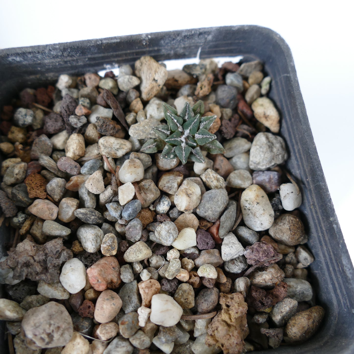 Ariocarpus kotschoubeyanus var. sladkovskyi piccolo cactus succulento verde con bordi bianchi strutturati in terreno roccioso