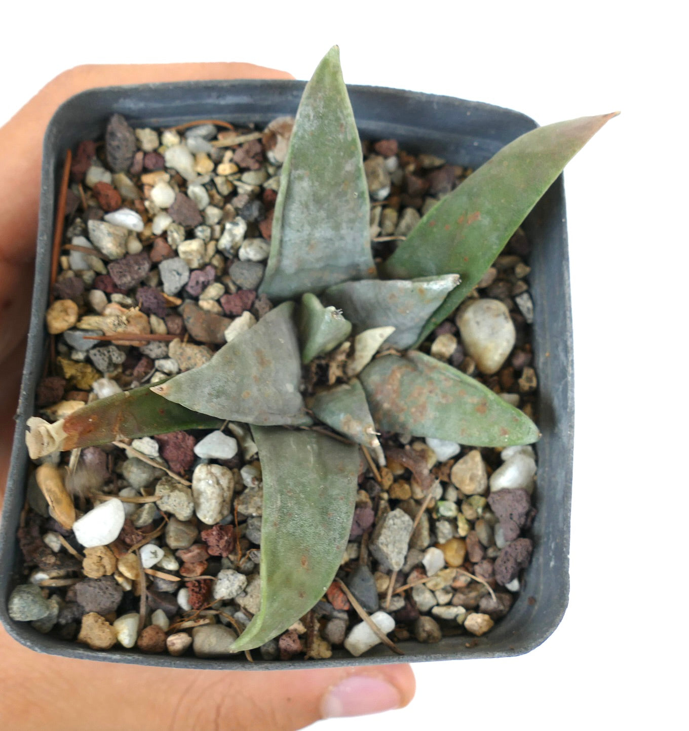 Ariocarpus retusus succulent cactus with thick triangular leaves in rocky soil pot
