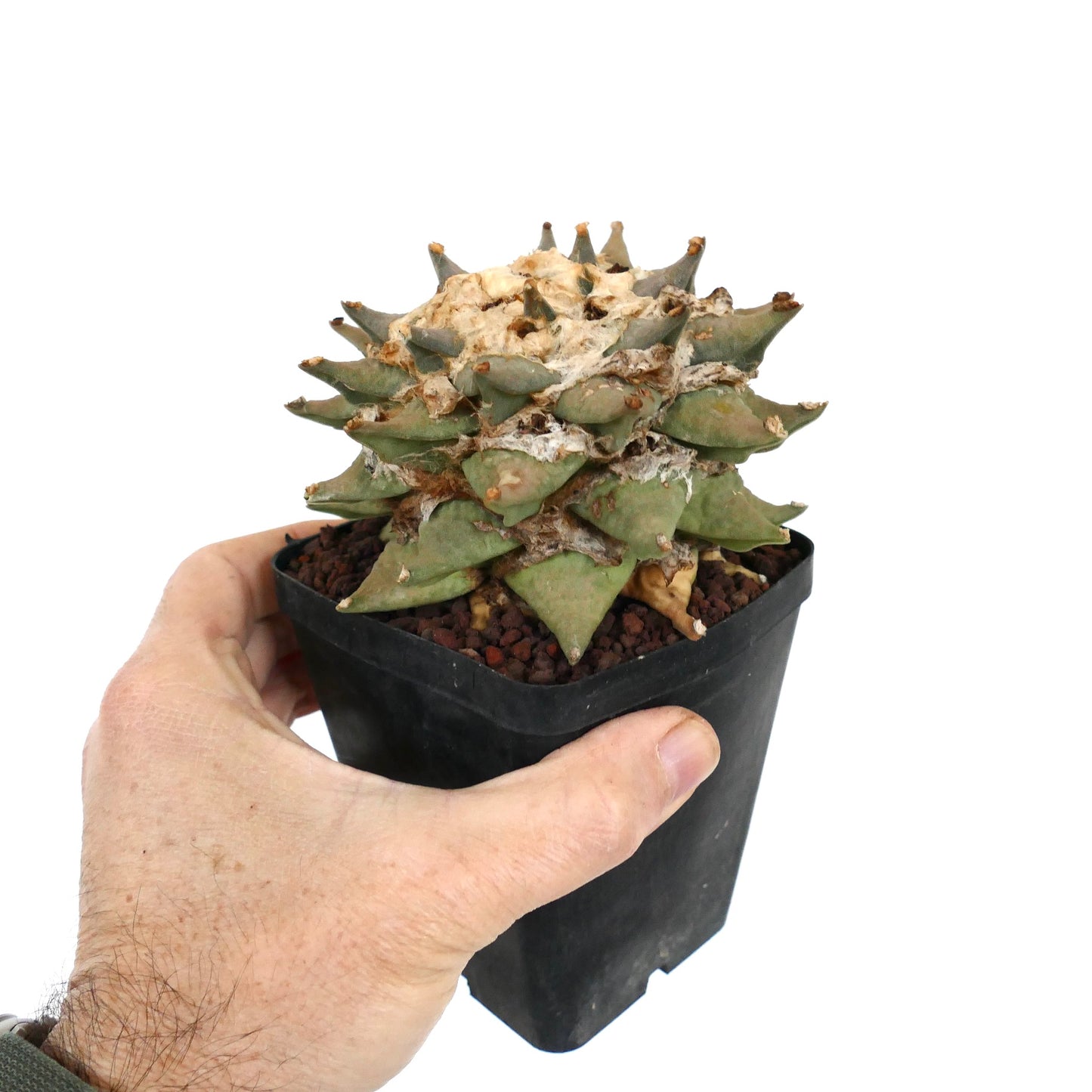 Ariocarpus retusus rare succulent cactus with thick triangular tubercles in black pot