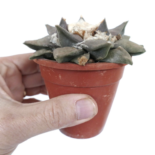 小さな鉢に入った灰色の三角形のこぶを持つ多肉植物アリオカルプス・レトゥススのサボテン