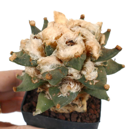 Ariocarpus retusus rare succulent cactus with dense woolly areoles and thick green tubercles