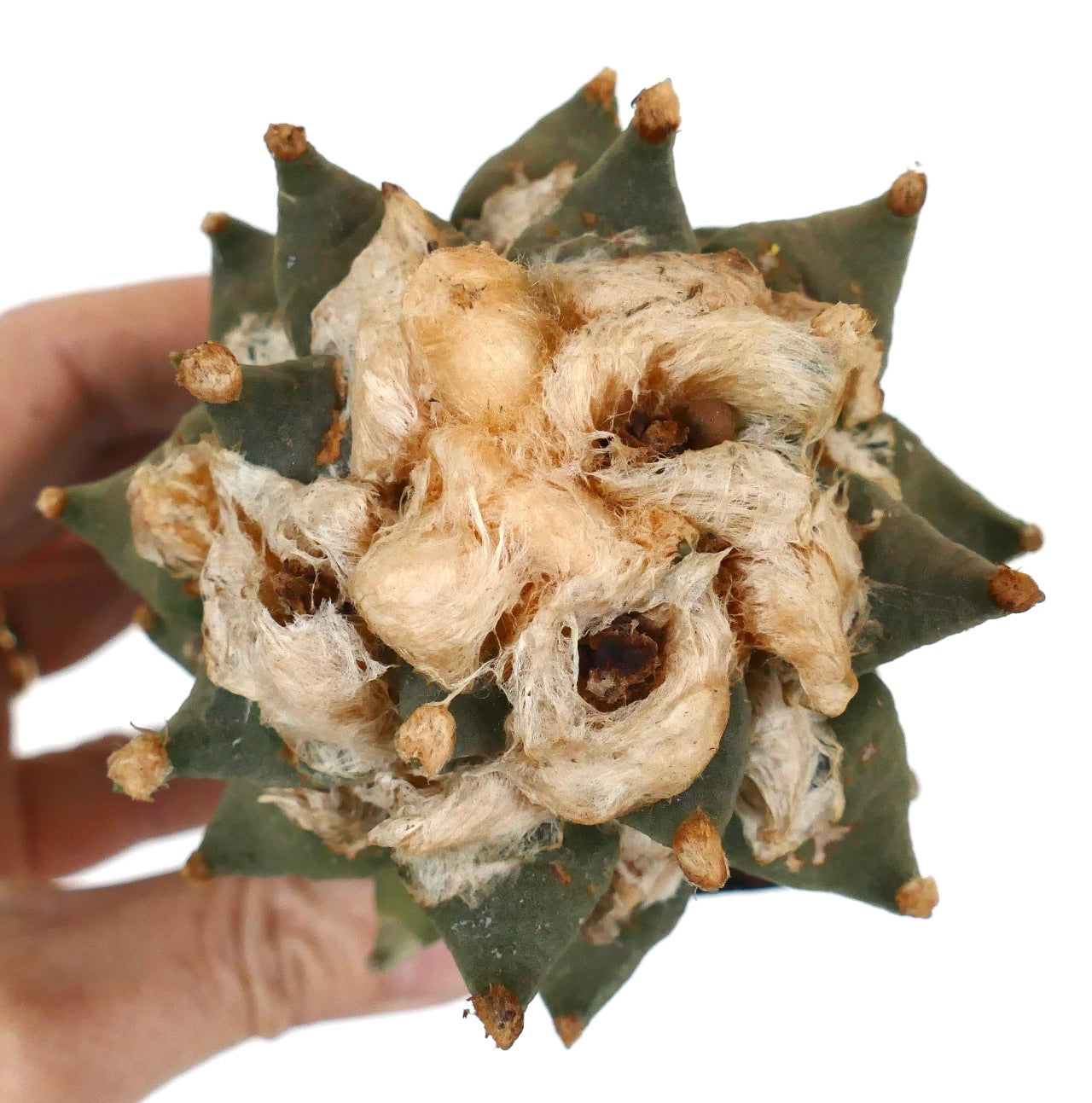 Ariocarpus retusus succulent cactus with woolly textured top and green tubercles