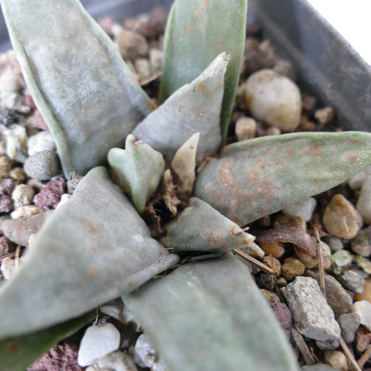 Ariocarpus retusus succulent cactus with thick, triangular, gray-green leaves and rough texture