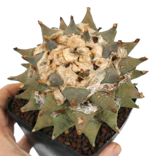 Ariocarpus retusus rare succulent cactus with thick triangular tubercles and woolly areoles
