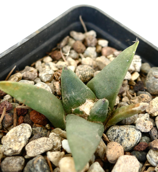 Ariocarpus retusus small succulent cactus with thick triangular green leaves and rough texture