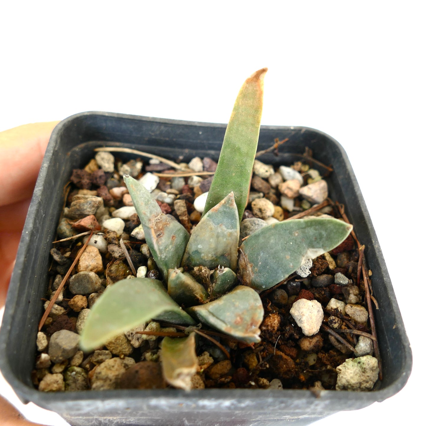 Ariocarpus retusus small succulent cactus with thick green leaves in rocky soil