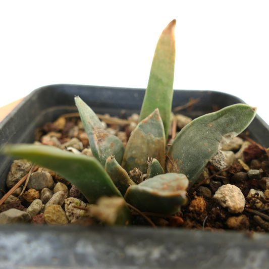 Ariocarpus retusus succulent cactus with thick, textured green leaves in rocky soil