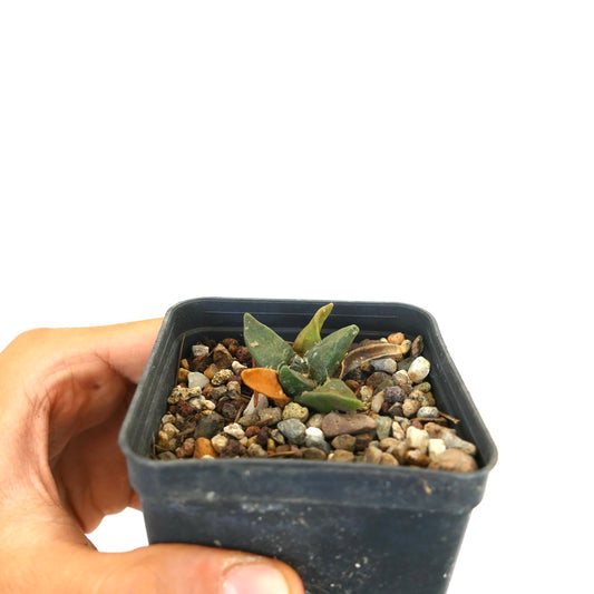 Ariocarpus retusus small succulent cactus with thick green leaves in black pot