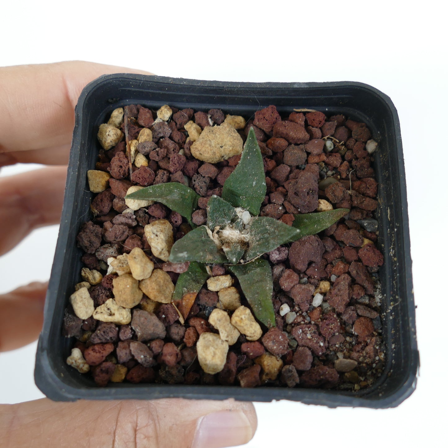 Ariocarpus retusus saftig kaktus med stjerneformede grønne blader i steinete jord