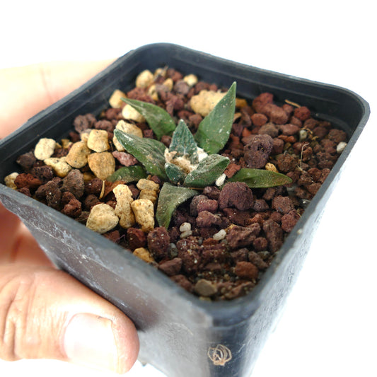 Ariocarpus retusus succulent cactus with thick green leaves in small black pot