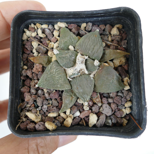 Ariocarpus retusus small rare succulent cactus with textured gray-green leaves in pot