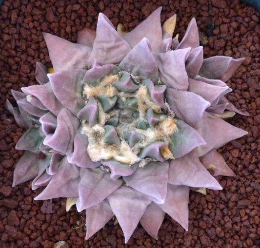 Ariocarpus retusus rare succulent cactus with thick purple-green triangular tubercles and woolly center