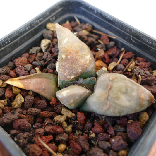 Ariocarpus retusus succulent cactus with thick, triangular, textured leaves in rocky soil