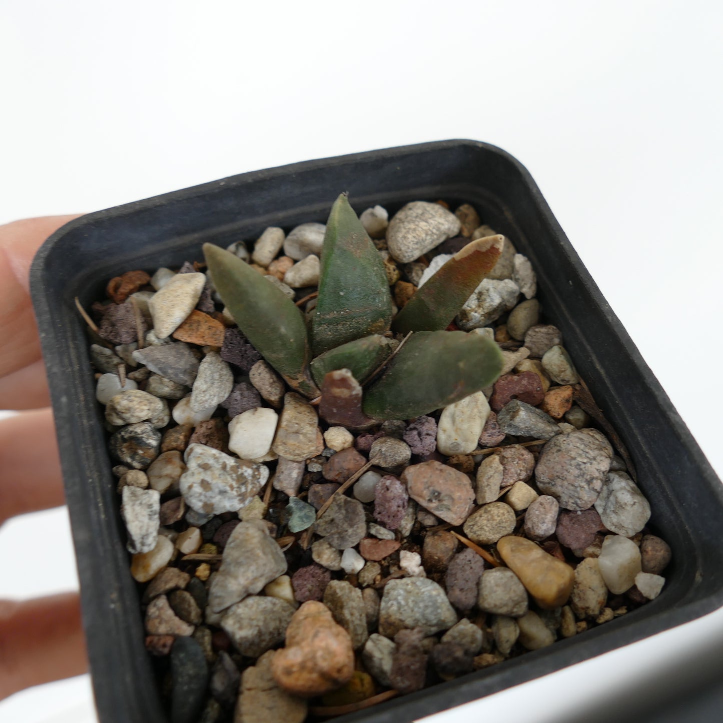 アリオカルプス・レトゥスス 小型多肉サボテン 厚みのある緑色のこぶ状突起が特徴の岩場の土壌に適応