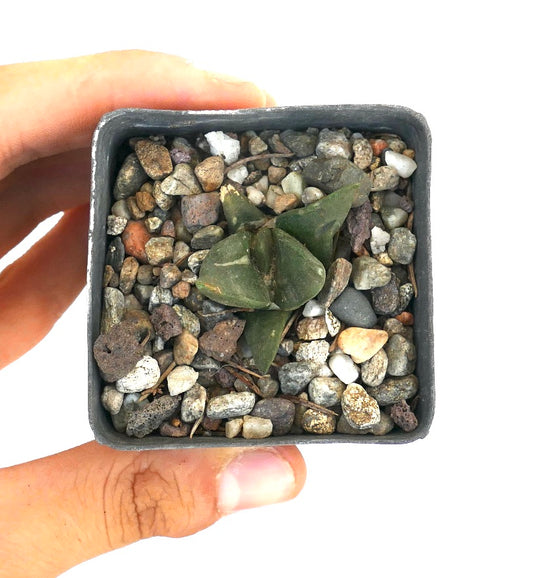 Ariocarpus retusus small succulent cactus with thick green leaves and rocky soil