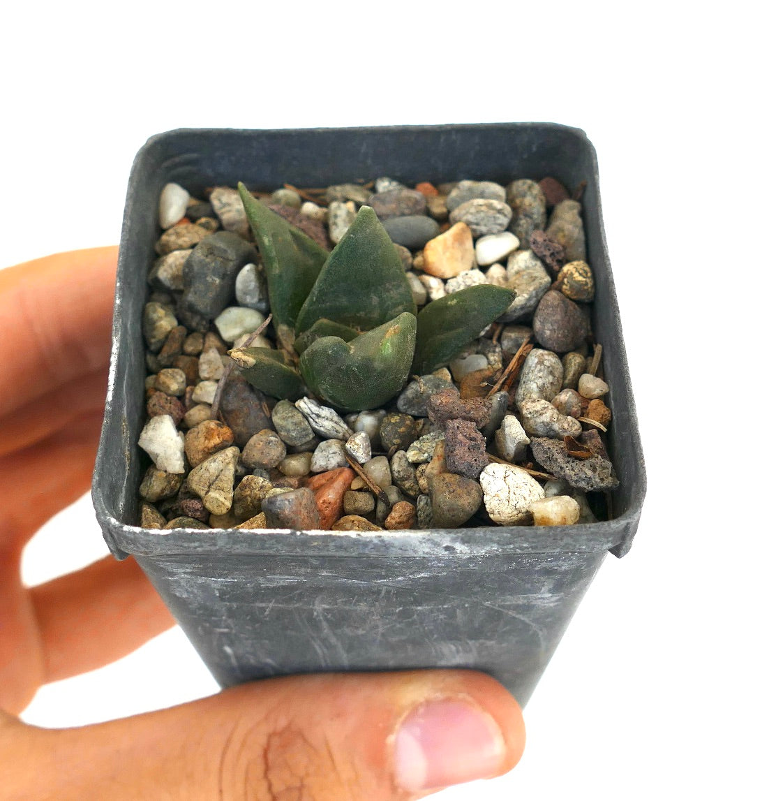 アリオカルプス・レトゥスス 小さな多肉サボテン 厚みのある緑色の三角形の葉を持ち、岩の多い土壌で育つ