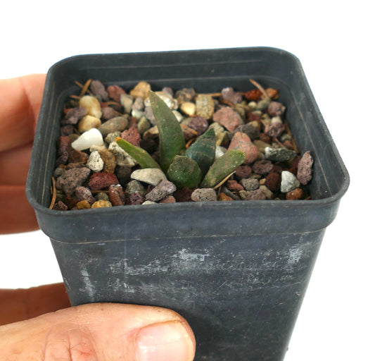 Ariocarpus retusus small succulent cactus with thick green tubercles in rocky soil