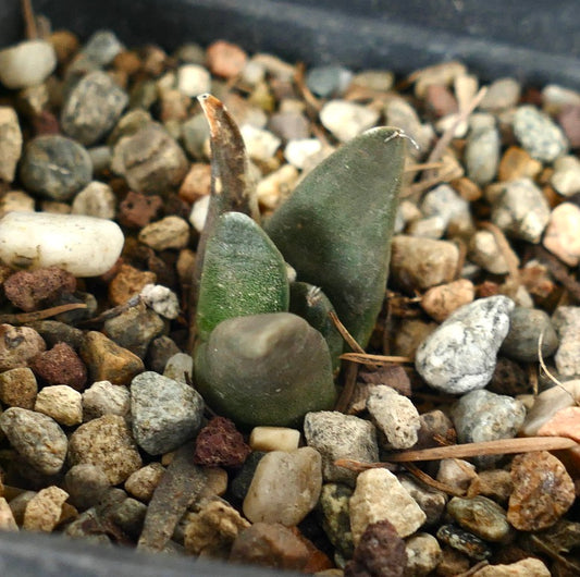 Ariocarpus retusus small succulent cactus with thick green tubercles in rocky soil