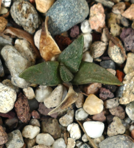 Ariocarpus retusus small succulent cactus with thick green triangular leaves on rocky soil