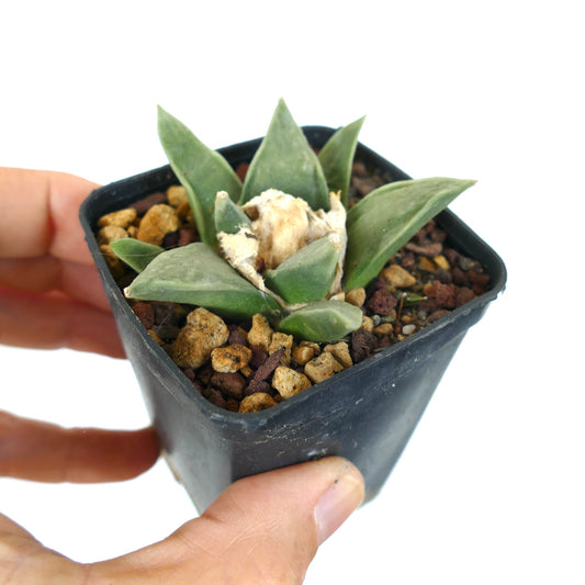 Ariocarpus retusus small succulent cactus with thick green leaves and woolly center in pot