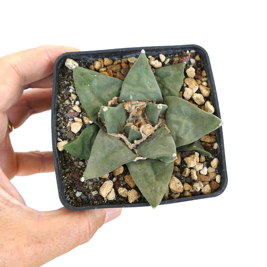 Ariocarpus retusus succulent cactus with thick triangular leaves and rough textured center in pot