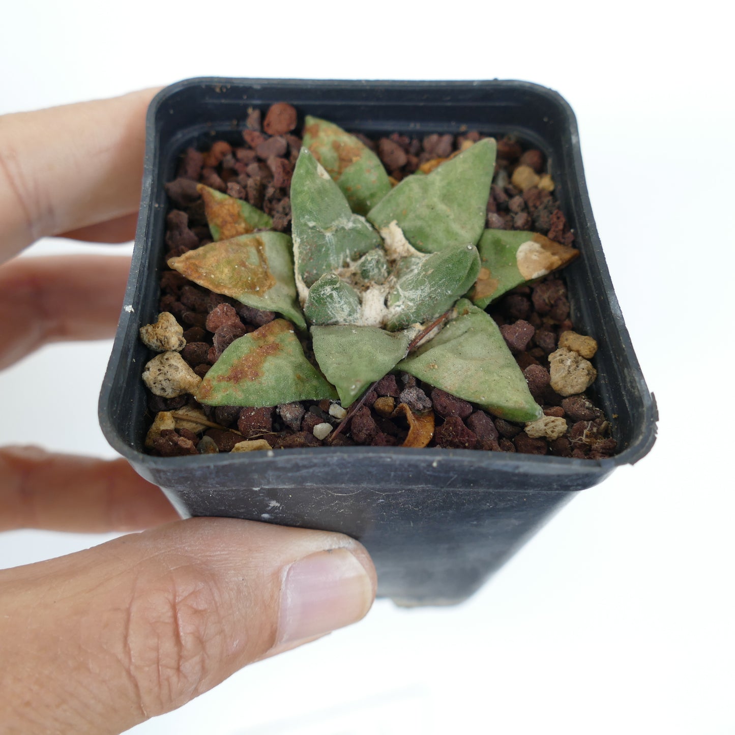 アリオカルプス・レトゥサス 多肉質サボテン 厚みのある三角形の葉とざらざらした質感 鉢植え