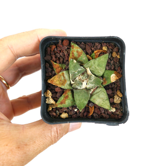 Ariocarpus retusus succulent cactus with star-shaped, textured green leaves in small pot