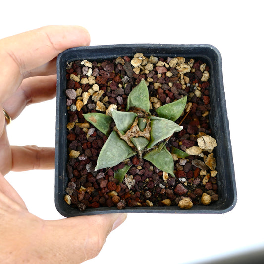 Ariocarpus retusus small succulent cactus with triangular green tubercles in pot