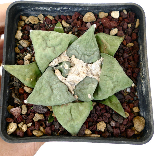 Ariocarpus retusus succulent cactus with thick triangular leaves and textured woolly center in pot
