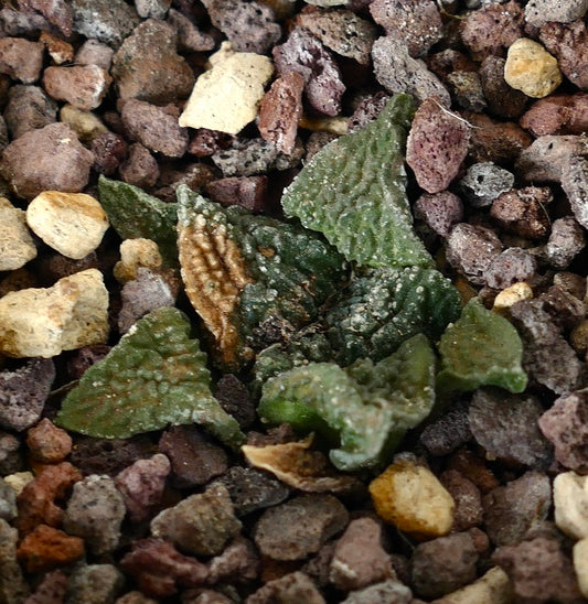 Ariocarpus fissuratus cv GODZILLA suculenta rara con hojas triangulares texturizadas sobre suelo rocoso
