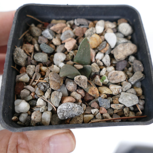 アリオカルプス・レトゥスス 小型多肉サボテン 厚い緑色のこぶ状突起が特徴の岩場の土壌に生育