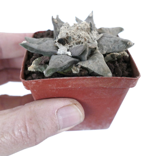 厚みのある灰色のこぶを持つアリオカルプス・レトゥスス多肉サボテン、小さな鉢に入れて手で持っている