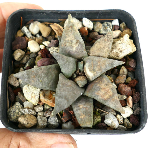 厚く三角形で質感のある灰緑色の葉を持つアリオカルプス・レトゥスス 多肉サボテン(鉢植え)