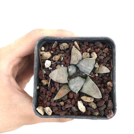 アリオカルプス・レトゥス cv FRUMUDOSU 多肉植物のサボテン 小さな鉢に入った三角形の質感の葉