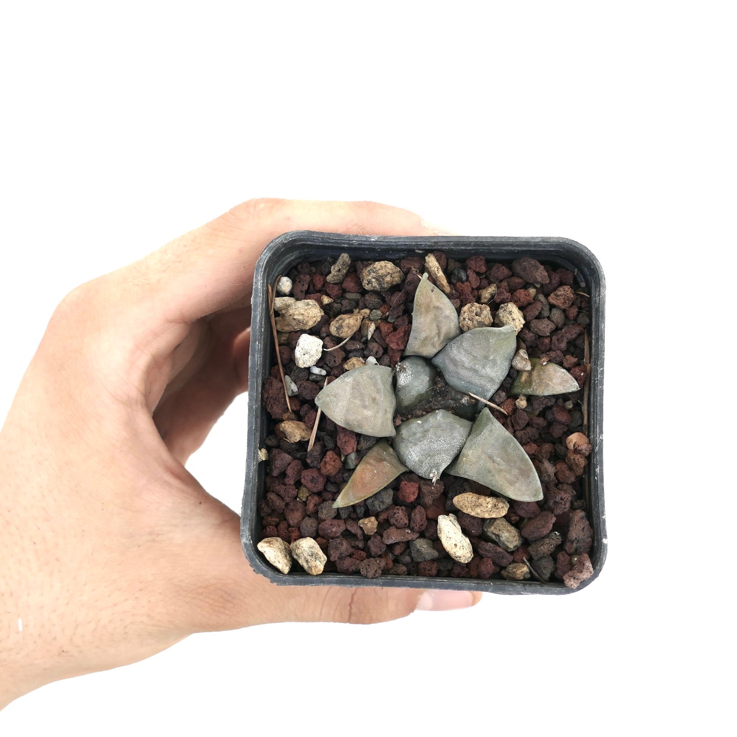 Ariocarpus retusus GREY FORM x Ariocarpus retusus cv FRUMUDOSU raro cactus succulento con tubercoli triangolari grigiastri in vaso piccolo